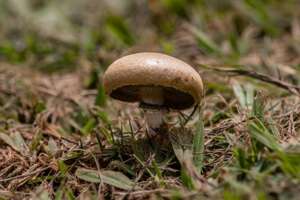 organic traffic growth